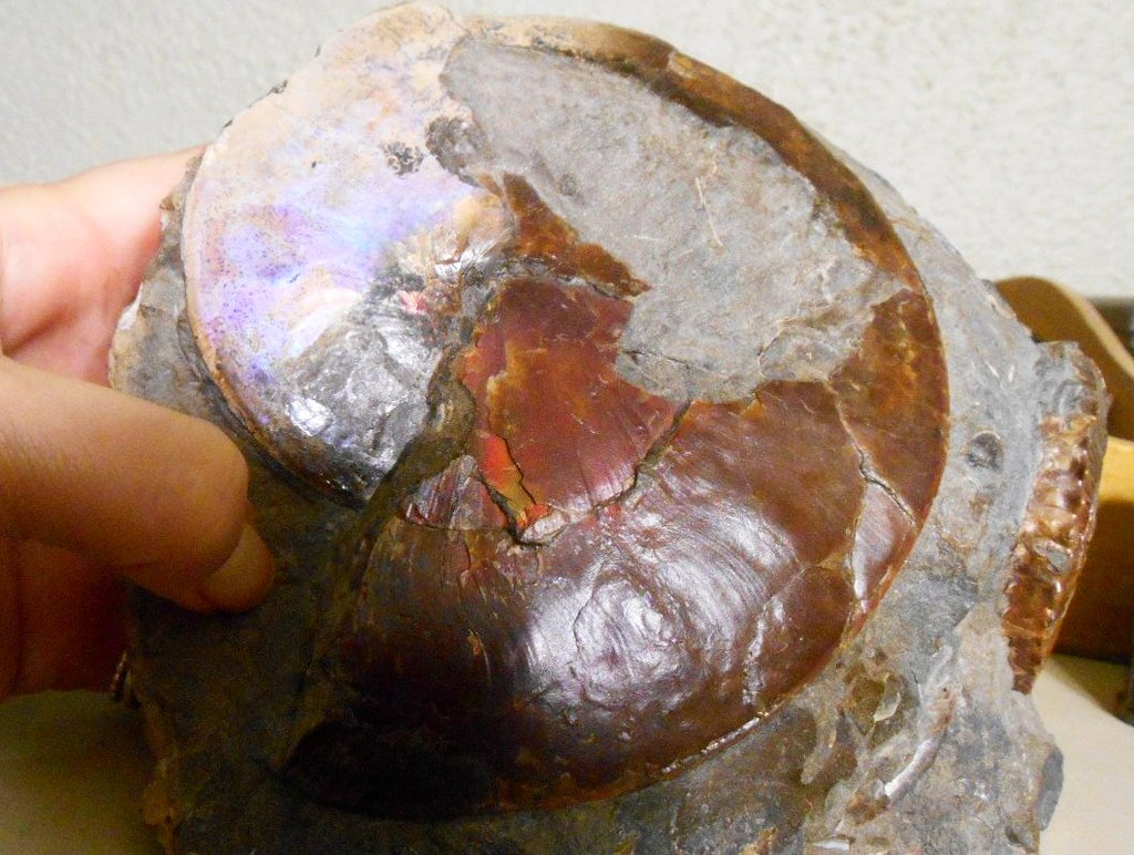 USA Ammonite Ammolite Sphenodiscus sp & Hoploscaphites