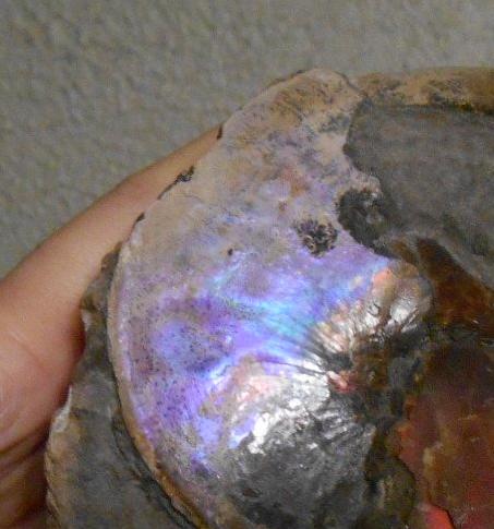 USA Ammonite Ammolite  Sphenodiscus sp & Hoploscaphites  Scaphite アンモナイト  スフェノディスカス　＆　ホプロスカフィテス