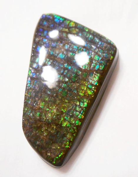 41 x 24 mm Coated Free Form Dragin skin - FFC65   - アンモライト　ルース　フリーフォーム