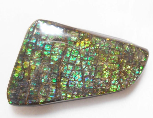 41 x 24 mm Coated Free Form Dragin skin - FFC65   - アンモライト　ルース　フリーフォーム