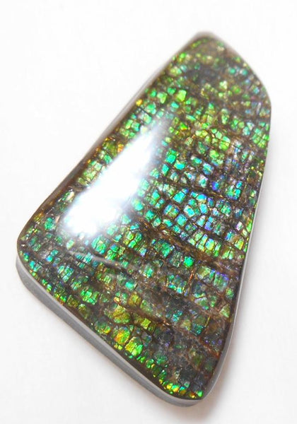 41 x 24 mm Coated Free Form Dragin skin - FFC65   - アンモライト　ルース　フリーフォーム