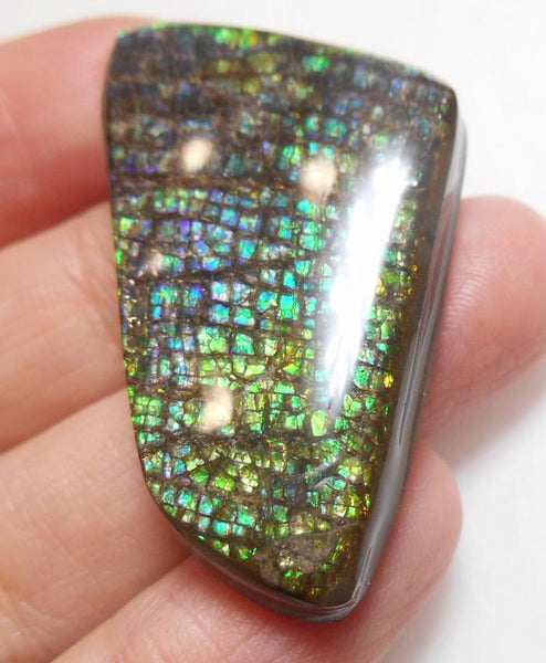 41 x 24 mm Coated Free Form Dragin skin - FFC65   - アンモライト　ルース　フリーフォーム