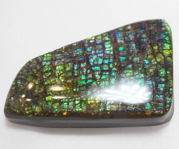 41 x 24 mm Coated Free Form Dragin skin - FFC65   - アンモライト　ルース　フリーフォーム