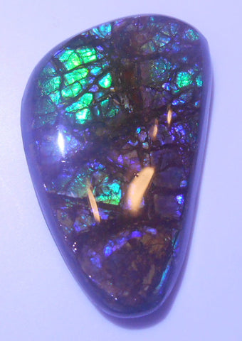 38x23mm　 Coated Free Form - FFC48   - アンモライト　ルース　フリーフォーム　