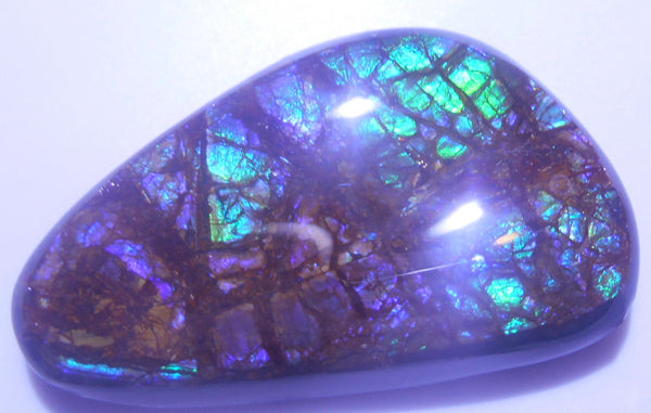 38x23mm　 Coated Free Form - FFC48   - アンモライト　ルース　フリーフォーム　