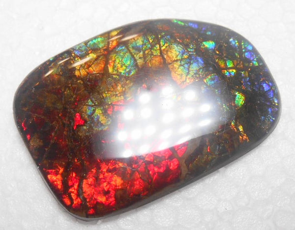 47 x 33 mm Coated Free Form Dragin skin - FFC72   - アンモライト　ルース　フリーフォーム