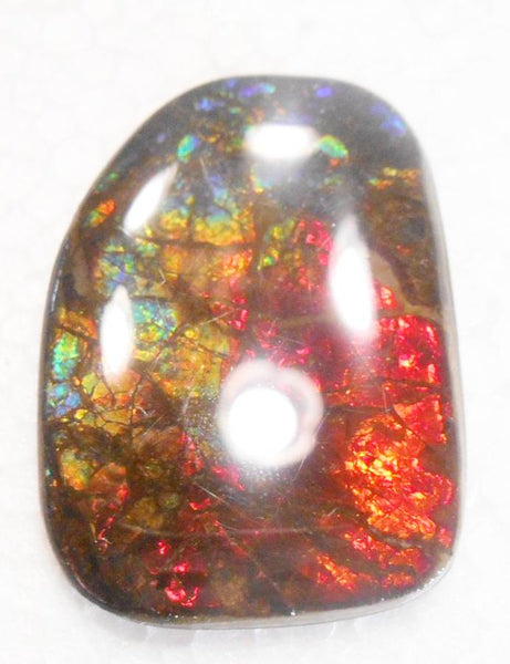 47 x 33 mm Coated Free Form Dragin skin - FFC72   - アンモライト　ルース　フリーフォーム