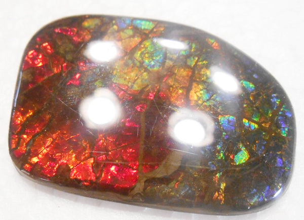 47 x 33 mm Coated Free Form Dragin skin - FFC72   - アンモライト　ルース　フリーフォーム