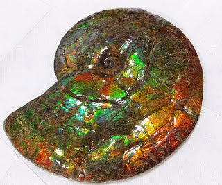 Ammonite Fossil - Double sided