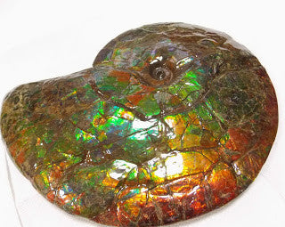 Ammonite Fossil - Double sided