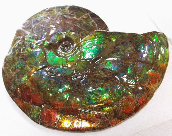 Ammonite Fossil - Double sided