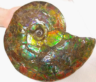 Ammonite Fossil - Double sided