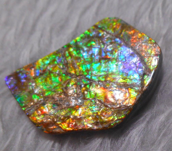 Butterfly wing shape  Ammolite with Nipplites 48.5 x 38 mm Collector Stone - CS-116   - アンモライト 蝶の羽シェイプ コレクターストーン　