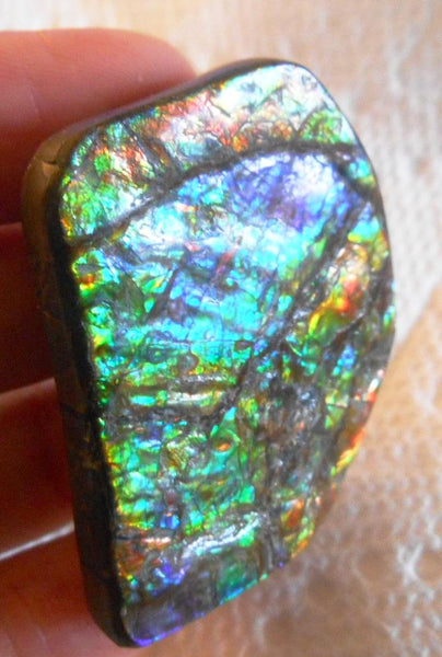 Butterfly wing shape  Ammolite with Nipplites 48.5 x 38 mm Collector Stone - CS-116   - アンモライト 蝶の羽シェイプ コレクターストーン　