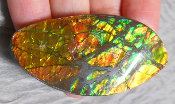 54  x 27 mm  Natural  Free Form . FFN 327 Ammolite  ナチュラル　ルース　アンモライト フリーフォーム