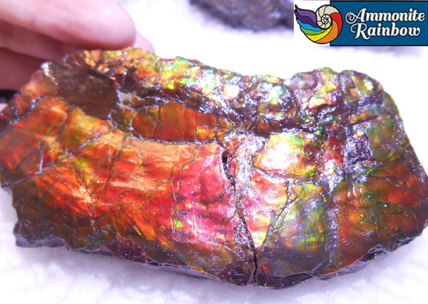 Double-Sided Rough Natural Display Ammolite Stone 112 x 53 x 35 mm - RS-7 両面カラー 原石 ディスプレイ アンモライト