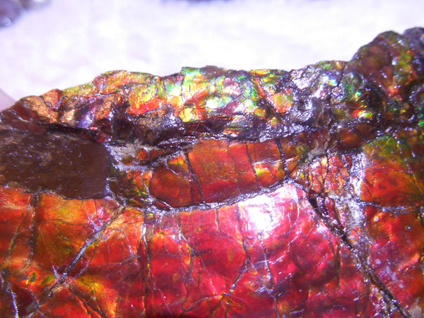 Double-Sided Rough Natural Display Ammolite Stone 112 x 53 x 35 mm - RS-7 両面カラー 原石 ディスプレイ アンモライト