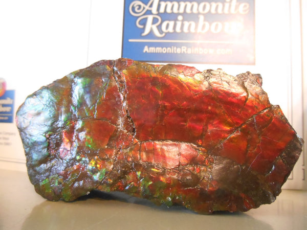 Double-Sided Rough Natural Display Ammolite Stone 112 x 53 x 35 mm - RS-7 両面カラー 原石 ディスプレイ アンモライト