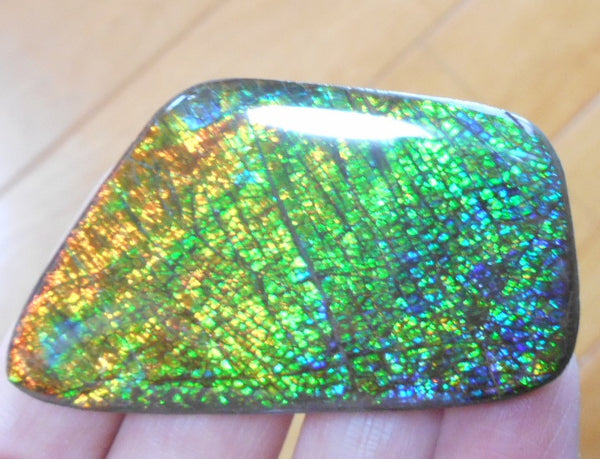 57 x 31 mm Coated Free Form - FFC 22 - アンモライト　ルース　フリーフォーム