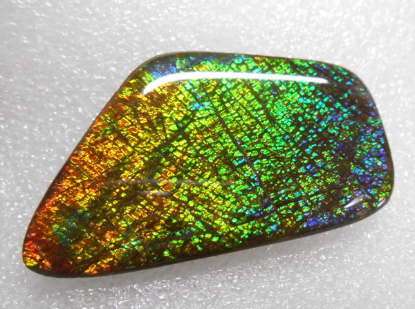 57 x 31 mm Coated Free Form - FFC 22 - アンモライト　ルース　フリーフォーム