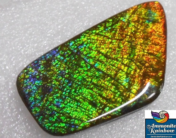 57 x 31 mm Coated Free Form - FFC 22 - アンモライト　ルース　フリーフォーム