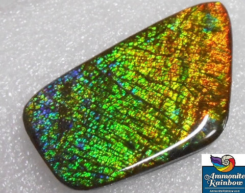 57 x 31 mm Coated Free Form - FFC 22 - アンモライト　ルース　フリーフォーム