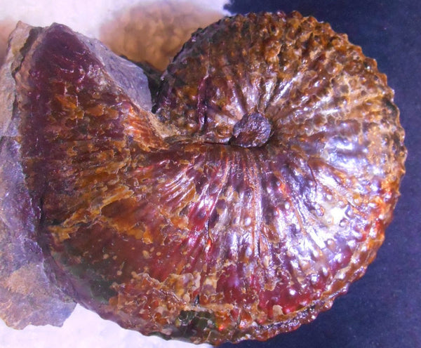 USA Ammonite Huge Scaphite 122 x 107 mm Fossil　Jeletzkytes nebrascensis アンモナイト スカフィテス　大物!