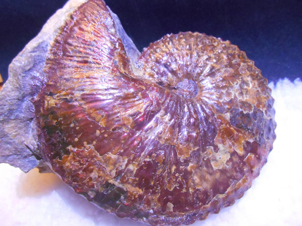 USA Ammonite Huge Scaphite 122 x 107 mm Fossil　Jeletzkytes nebrascensis アンモナイト スカフィテス　大物!