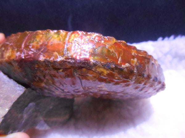 USA Ammonite Huge Scaphite 122 x 107 mm Fossil　Jeletzkytes nebrascensis アンモナイト スカフィテス　大物!