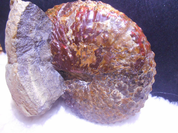USA Ammonite Huge Scaphite 122 x 107 mm Fossil　Jeletzkytes nebrascensis アンモナイト スカフィテス　大物!