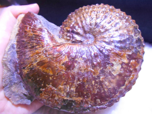 USA Ammonite Huge Scaphite 122 x 107 mm Fossil　Jeletzkytes nebrascensis アンモナイト スカフィテス　大物!