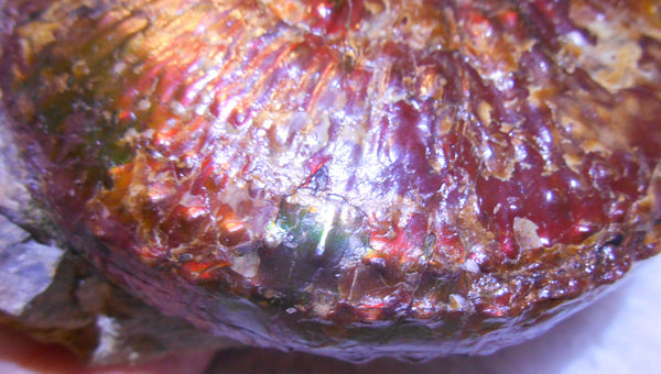 USA Ammonite Huge Scaphite 122 x 107 mm Fossil　Jeletzkytes nebrascensis アンモナイト スカフィテス　大物!