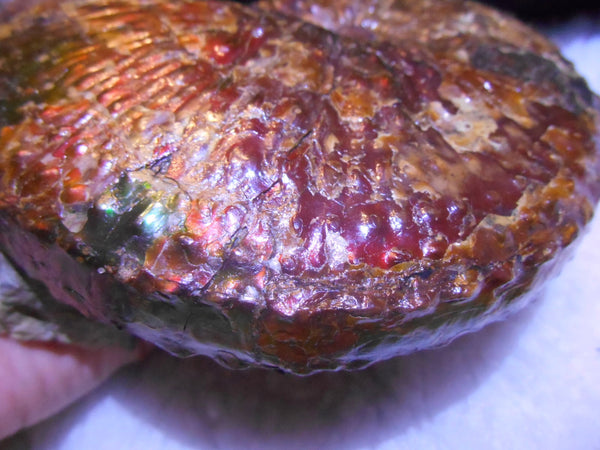 USA Ammonite Huge Scaphite 122 x 107 mm Fossil　Jeletzkytes nebrascensis アンモナイト スカフィテス　大物!