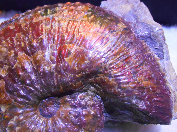 USA Ammonite Huge Scaphite 122 x 107 mm Fossil　Jeletzkytes nebrascensis アンモナイト スカフィテス　大物!