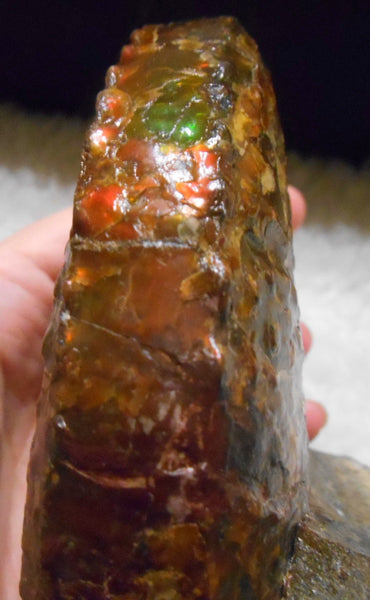 USA Ammonite Huge Scaphite 122 x 107 mm Fossil　Jeletzkytes nebrascensis アンモナイト スカフィテス　大物!