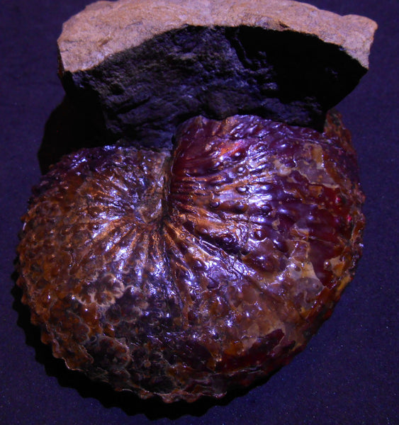 USA Ammonite Huge Scaphite 122 x 107 mm Fossil　Jeletzkytes nebrascensis アンモナイト スカフィテス　大物!