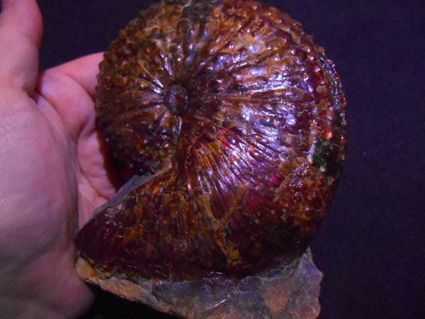 USA Ammonite Huge Scaphite 122 x 107 mm Fossil　Jeletzkytes nebrascensis アンモナイト スカフィテス　大物!