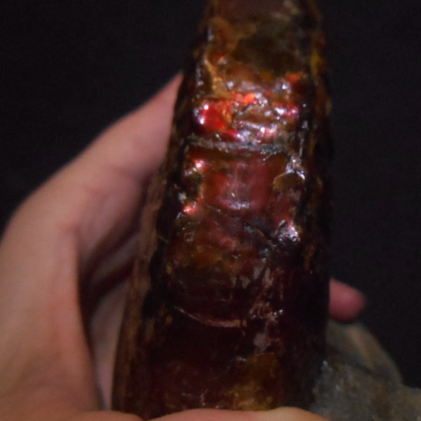 USA Ammonite Huge Scaphite 122 x 107 mm Fossil　Jeletzkytes nebrascensis アンモナイト スカフィテス　大物!