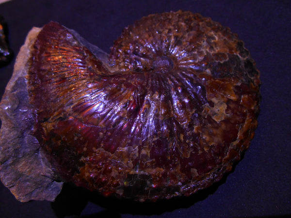 USA Ammonite Huge Scaphite 122 x 107 mm Fossil　Jeletzkytes nebrascensis アンモナイト スカフィテス　大物!