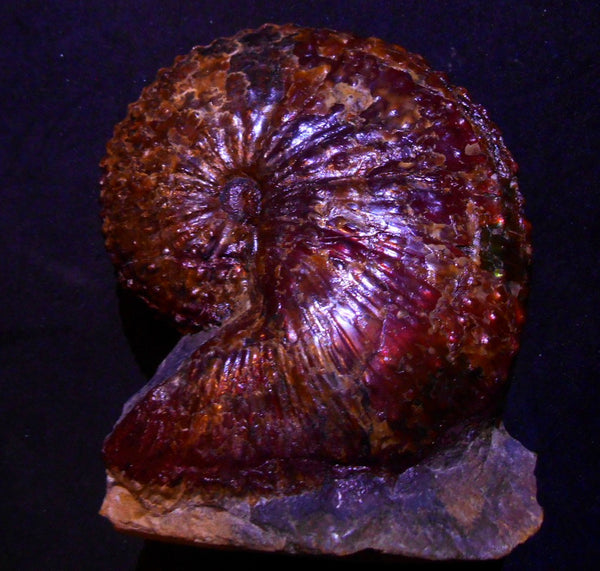 USA Ammonite Huge Scaphite 122 x 107 mm Fossil　Jeletzkytes nebrascensis アンモナイト スカフィテス　大物!