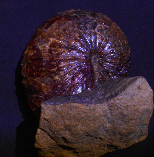 USA Ammonite Huge Scaphite 122 x 107 mm Fossil　Jeletzkytes nebrascensis アンモナイト スカフィテス　大物!