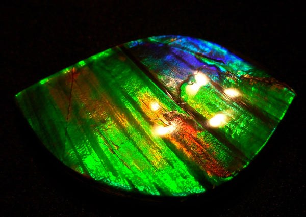 50.5 x 33 x 6  mm  - Large AA Grade Natural  Free Form  FFN 214  Ammolite  AAグレード ナチュラル　ルース　アンモライト フリーフォーム