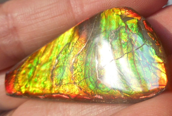 41 x 22 mm - Natural Free Form FFN 91 Ammolite　　ナチュラル　ルース　アンモライト