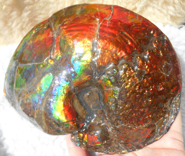 Ammonite Fossil - Placenticeras meeki　Ammolite　Free Shipping! アンモナイト 完全体　プラセンティセラス　ミーキ　アンモライト　両面ダブル