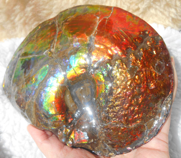Ammonite Fossil - Placenticeras meeki　Ammolite　Free Shipping! アンモナイト 完全体　プラセンティセラス　ミーキ　アンモライト　両面ダブル