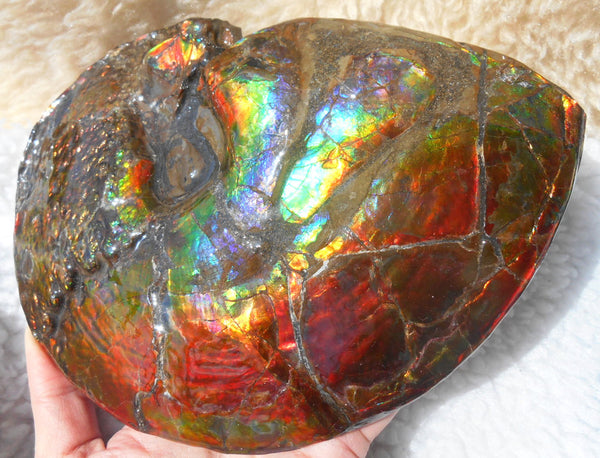 Ammonite Fossil - Placenticeras meeki　Ammolite　Free Shipping! アンモナイト 完全体　プラセンティセラス　ミーキ　アンモライト　両面ダブル