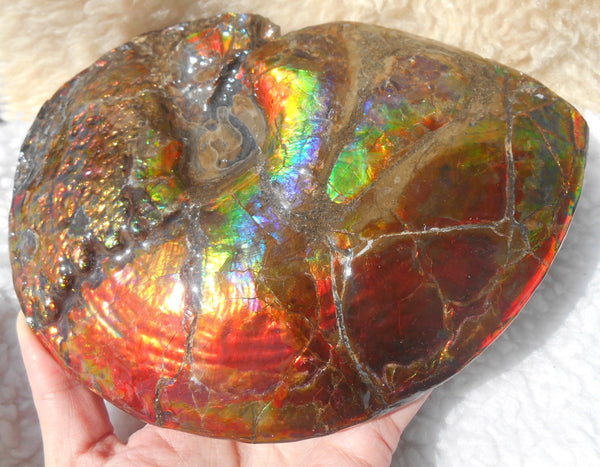 Ammonite Fossil - Placenticeras meeki　Ammolite　Free Shipping! アンモナイト 完全体　プラセンティセラス　ミーキ　アンモライト　両面ダブル
