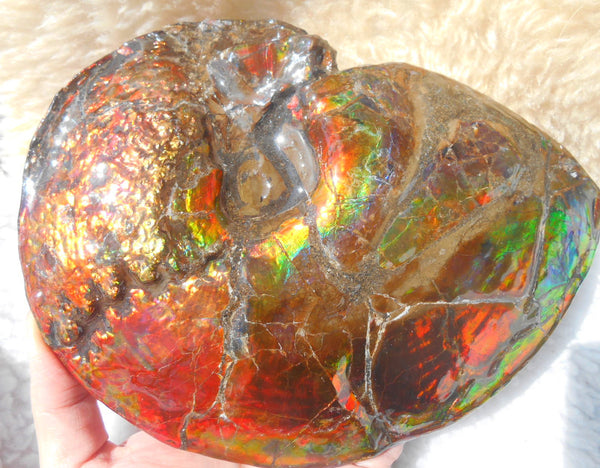 Ammonite Fossil - Placenticeras meeki　Ammolite　Free Shipping! アンモナイト 完全体　プラセンティセラス　ミーキ　アンモライト　両面ダブル