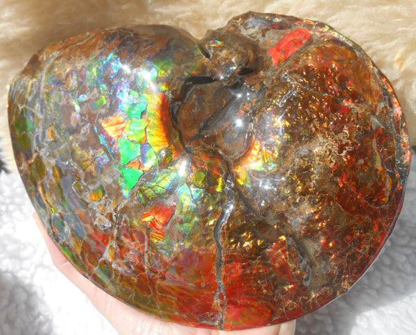 Ammonite Fossil - Placenticeras meeki　Ammolite　Free Shipping! アンモナイト 完全体　プラセンティセラス　ミーキ　アンモライト　両面ダブル