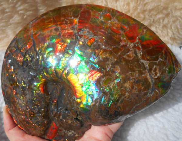Ammonite Fossil - Placenticeras meeki　Ammolite　Free Shipping! アンモナイト 完全体　プラセンティセラス　ミーキ　アンモライト　両面ダブル